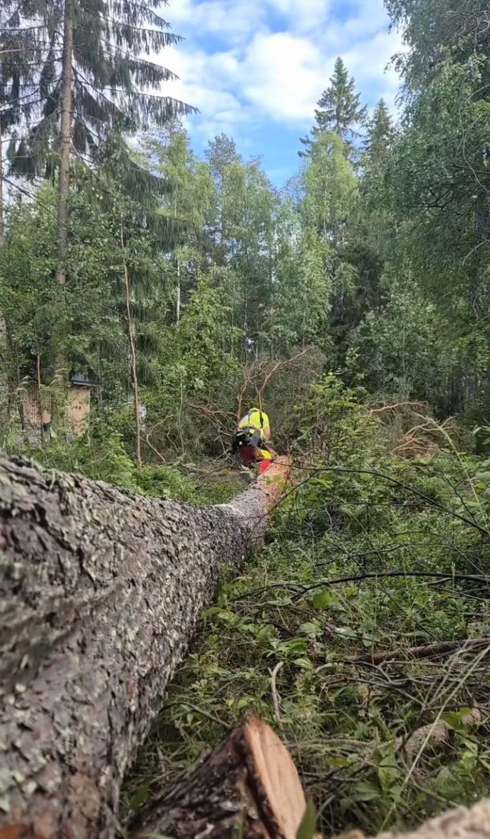 Gallring i skogen – Markus i full skyddsutrustning