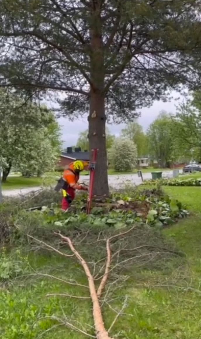 Vinschassisterad fällning av tall