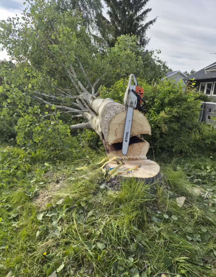 Motorsåg i stubbe efter fällning