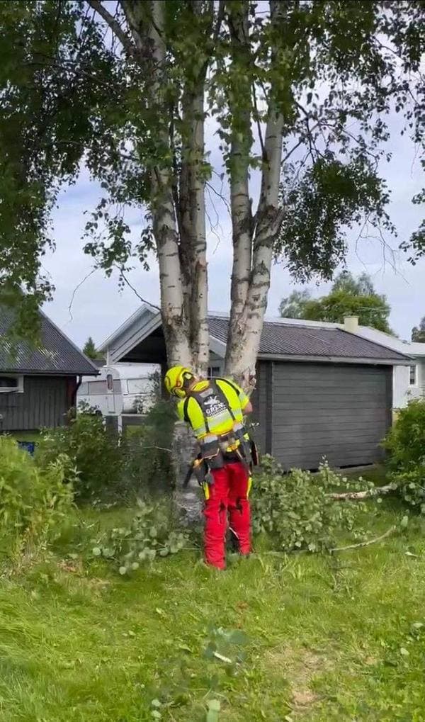 Markus Gren fäller björk nära hus med full skyddsutrustning i Luleå